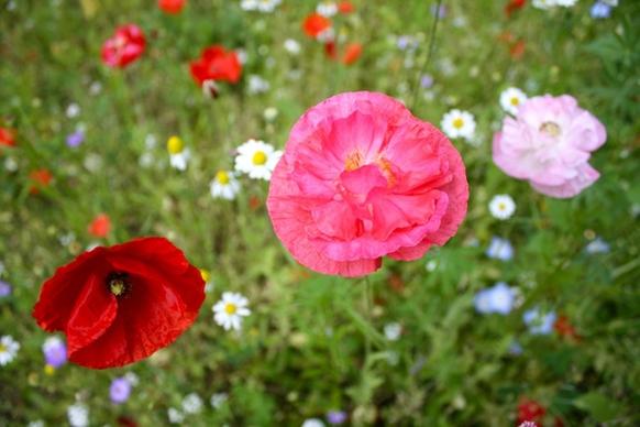 poppy pink poppy meadow flowers