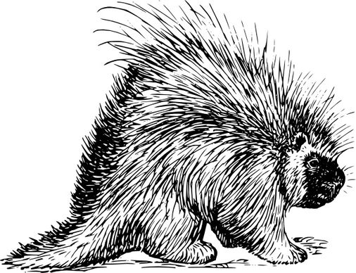 Porcupine Rodent clip art