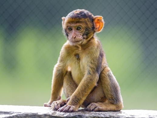 posing baby macaque