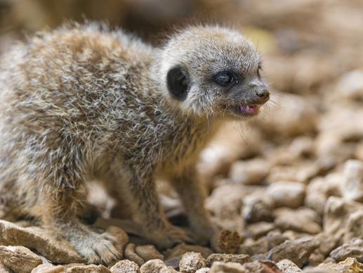 posing meerkat baby