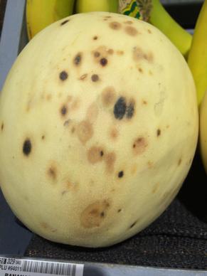 postharvest rot of organic honeydew melon