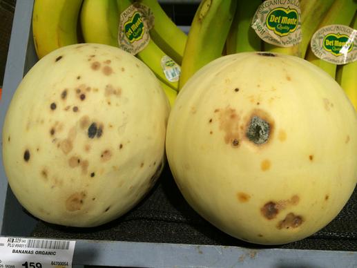 postharvest rot of organic honeydew melon