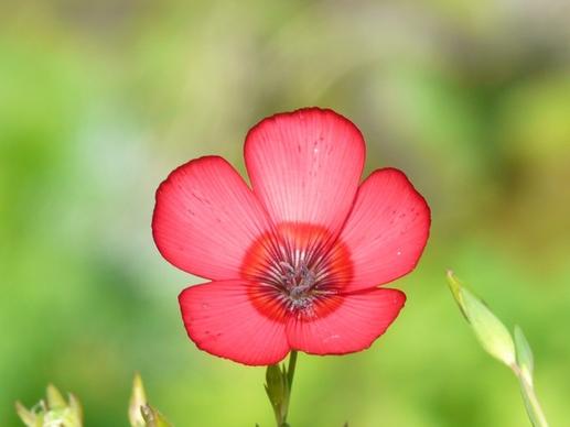 prachtlein red lein flower