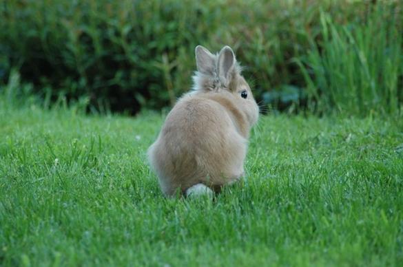 prairie rabbit grass