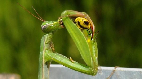 praying mantis feeding