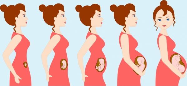 pregnancy background woman gestation steps icons cartoon character