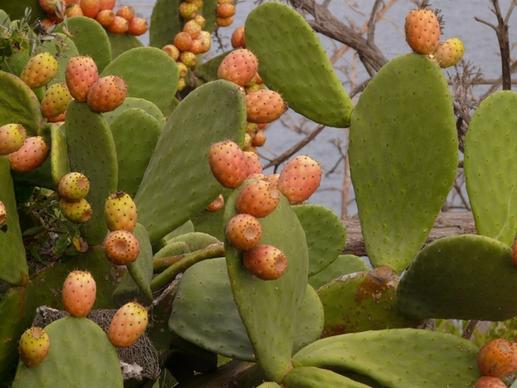 prickly pear cactus figs