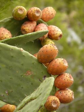 prickly pear cactus figs