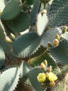 prickly pear opuntia robusta cactus