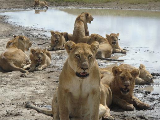 pride at waterhole serengeti 12