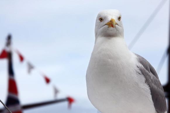 proud seagull