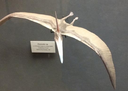 pteranodon
