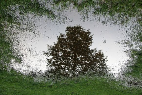 puddle mirroring nature