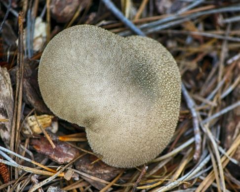 puffball mushroom basidiomycota spore dust