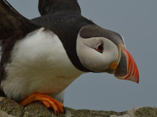 puffin on rock