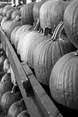 pumpins fall black and white