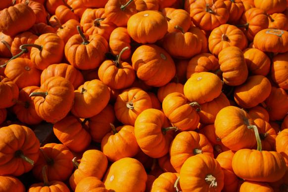 pumpkin bulk harvest picture contrast realistic 