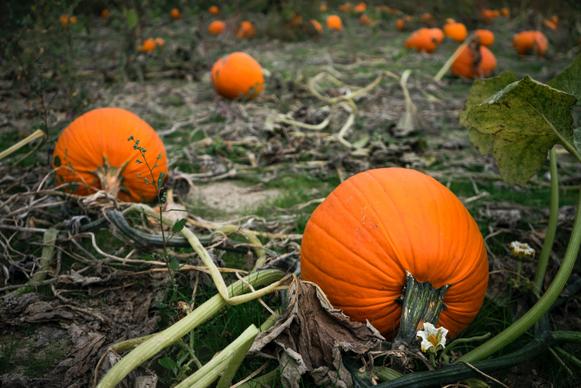 pumpkin crop picture realistic closeup