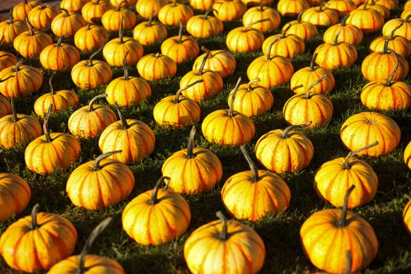 pumpkin field picture elegant realistic 
