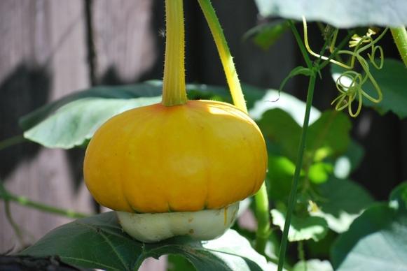 pumpkin garden bio