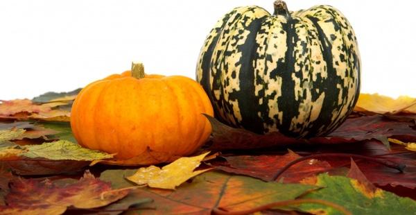 pumpkins and leaves on white