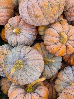 pumpkins bulk picture realistic closeup