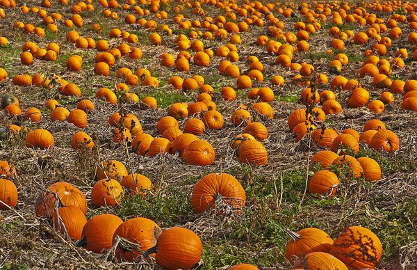 pumpkins everywhere