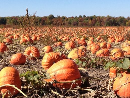 pumpkins orange field