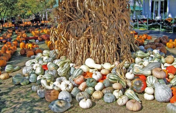 pumpkins squashes and gourds