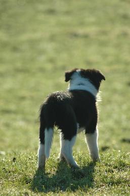 puppy border collie dog