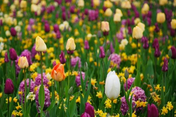 purple and yellow tulips