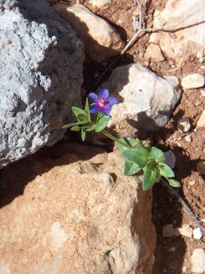 purple flower rocks