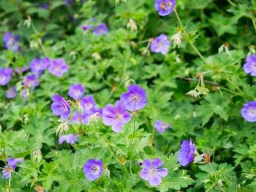 purple flowers in garden 3