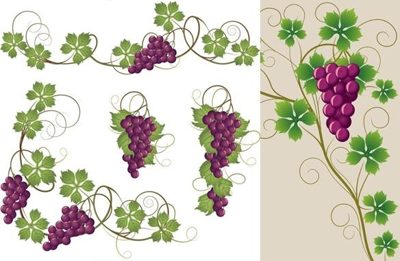 purple grapes and grape leaves vector