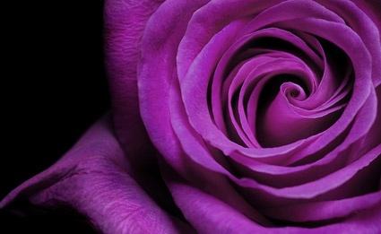 purple roses closeup picture