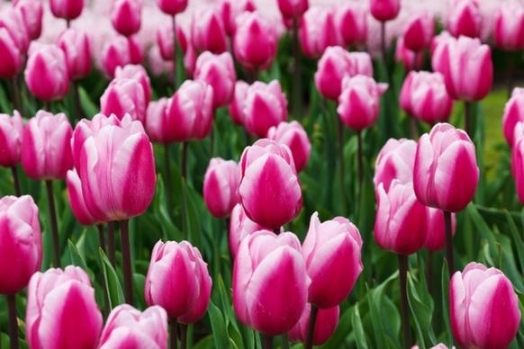 purple tulips detail