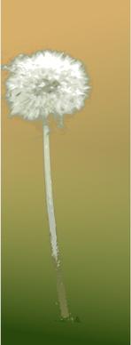 Pusteblume - dandelion clock