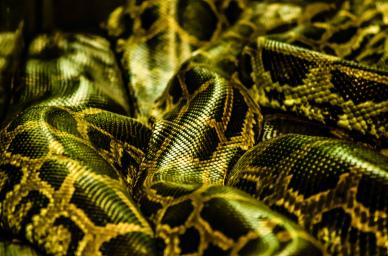 python backdrop picture contrast closeup