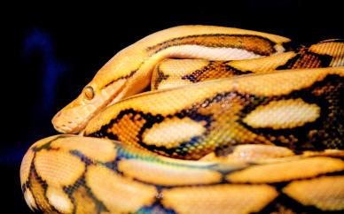 python picture elegant contrast closeup