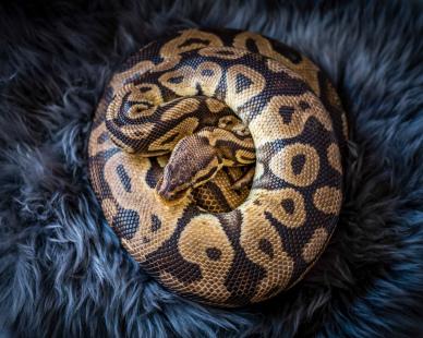 python picture elegant realistic contrast