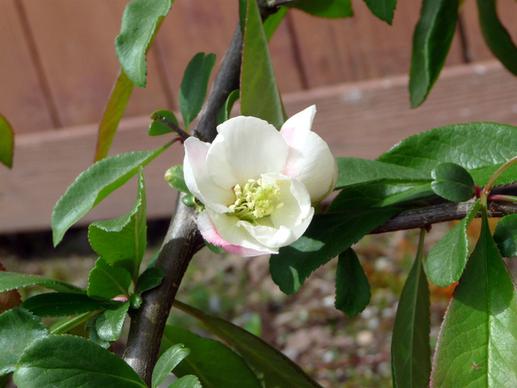 quince blossom