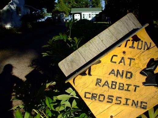 rabbit crossing