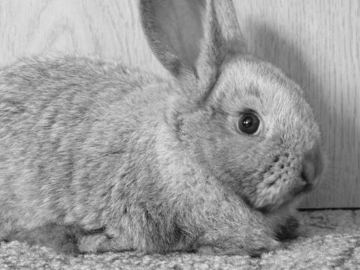 rabbit hay ears