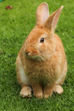rabbit pet picture cute closeup