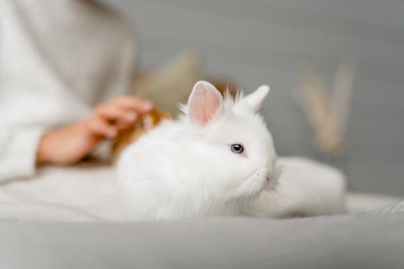 rabbit pet picture elegant bright closeup