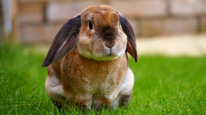 rabbit pet picture elegant realistic closeup
