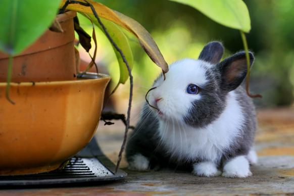 rabbit pet picture elegant realistic closeup