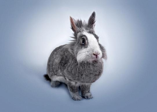 rabbit picture backdrop cute realistic 