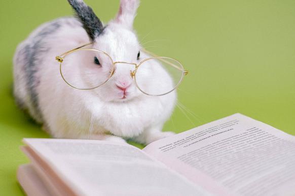 rabbit posing picture cute reading gesture