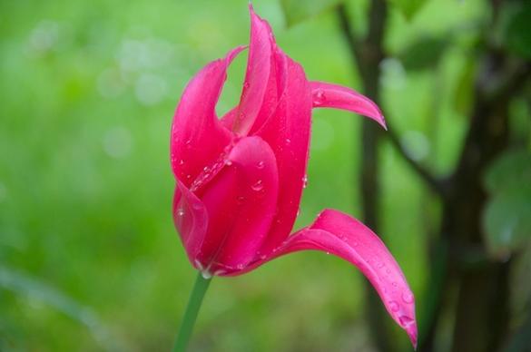 rain spring tulip